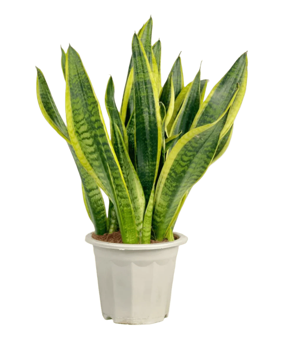 Sansevieria Trifasciata Laurentii Junior - Image 10