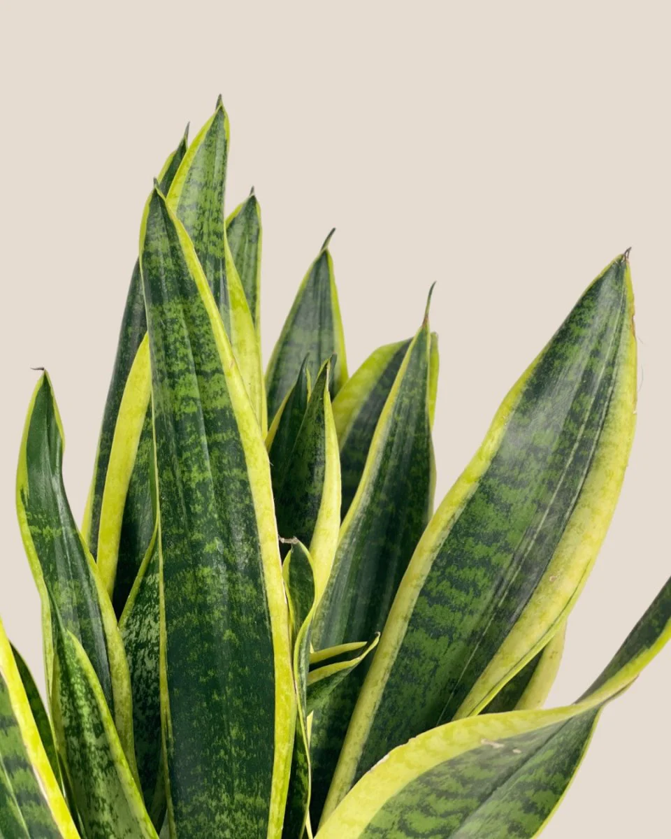 Sansevieria Trifasciata Laurentii Junior - Image 5