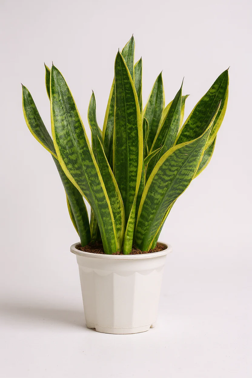 Sansevieria Trifasciata Laurentii Junior - Image 6