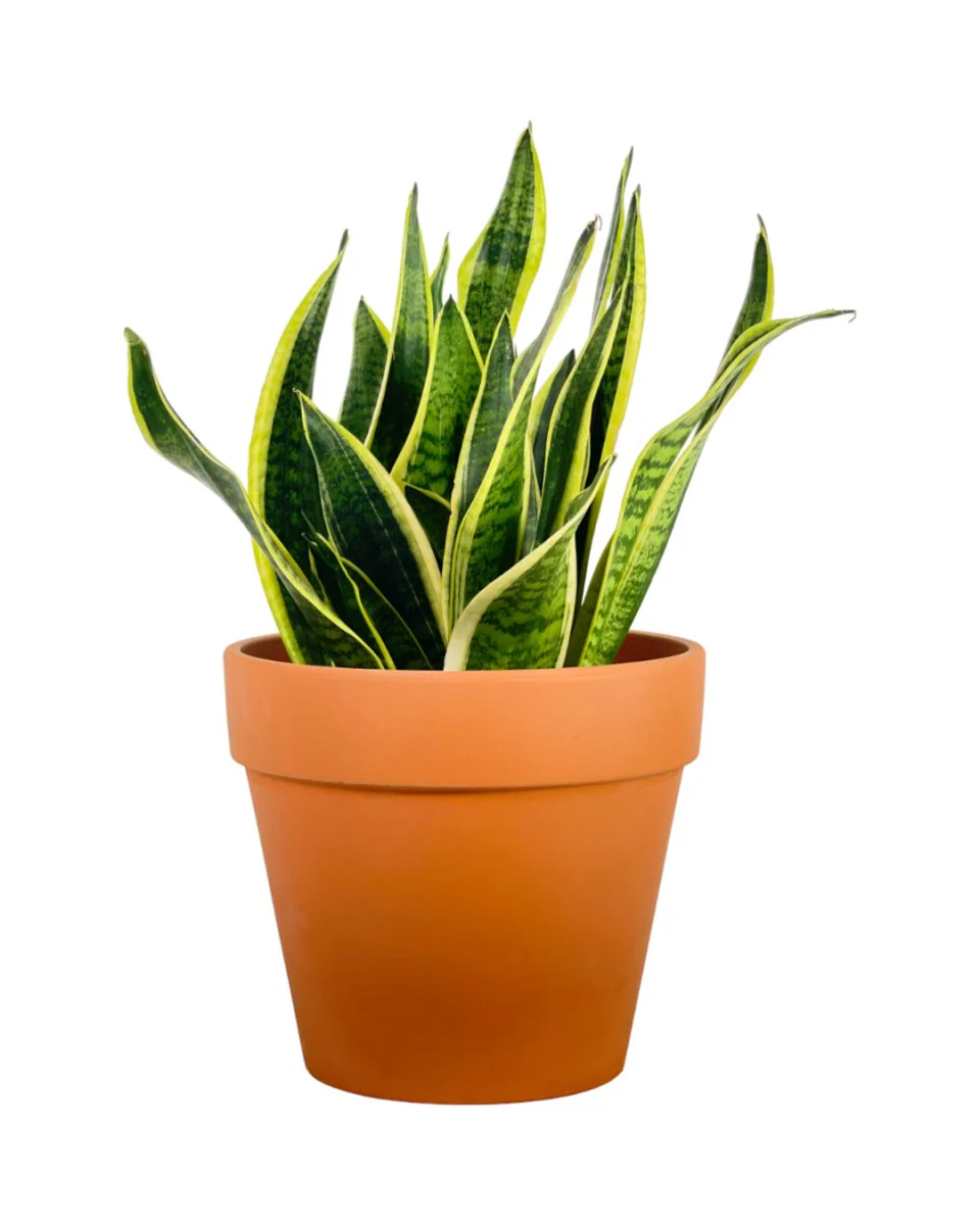 Sansevieria Trifasciata Laurentii Junior - Image 7