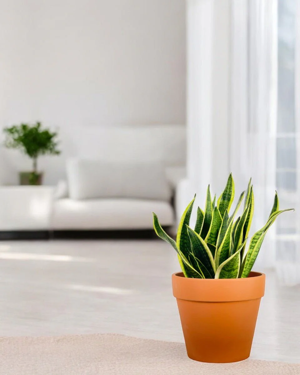 Sansevieria Trifasciata Laurentii Junior - Image 8
