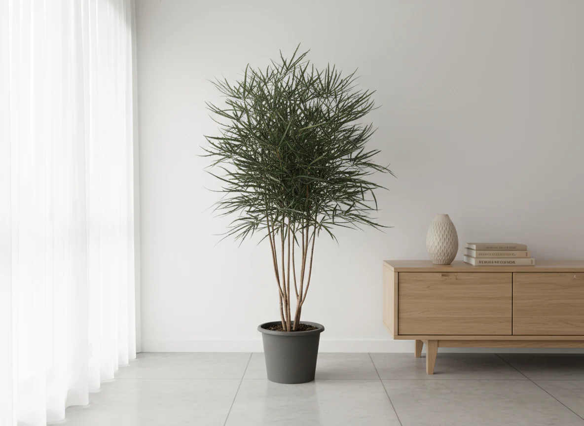 Schefflera Elegantissima (False Aralia)
