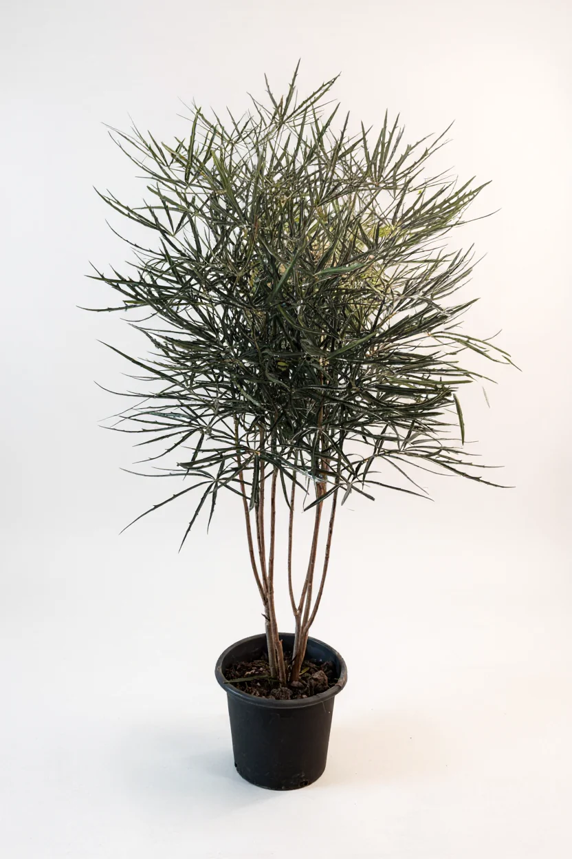 Schefflera Elegantissima (False Aralia) - Image 3