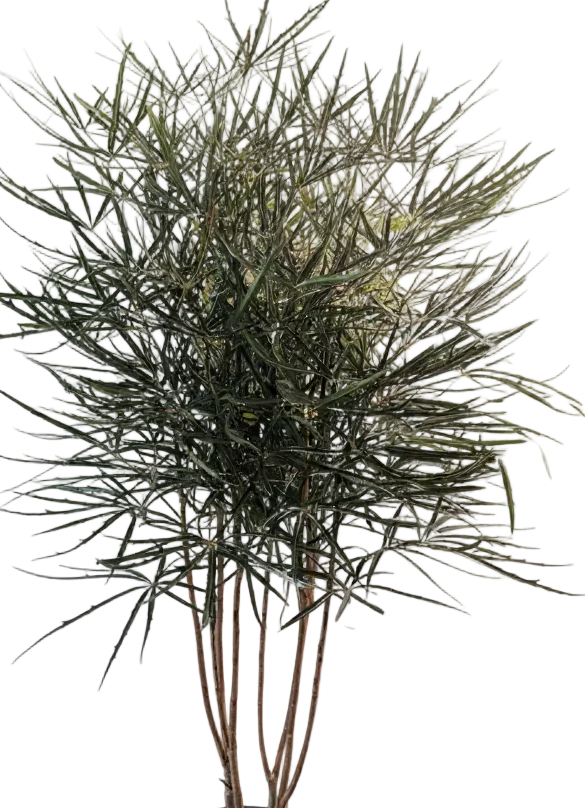 Schefflera Elegantissima (False Aralia) - Image 4