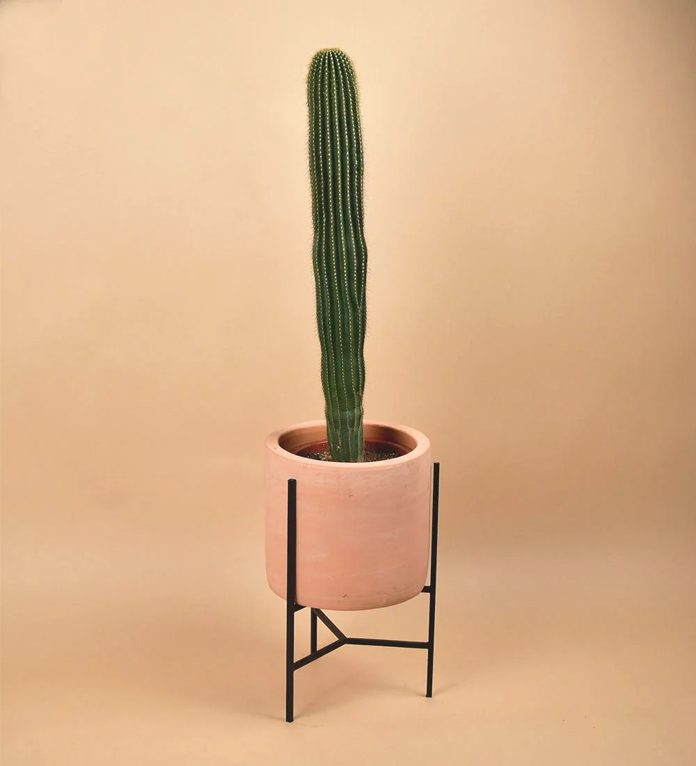 Sedona Stand - Image 4
