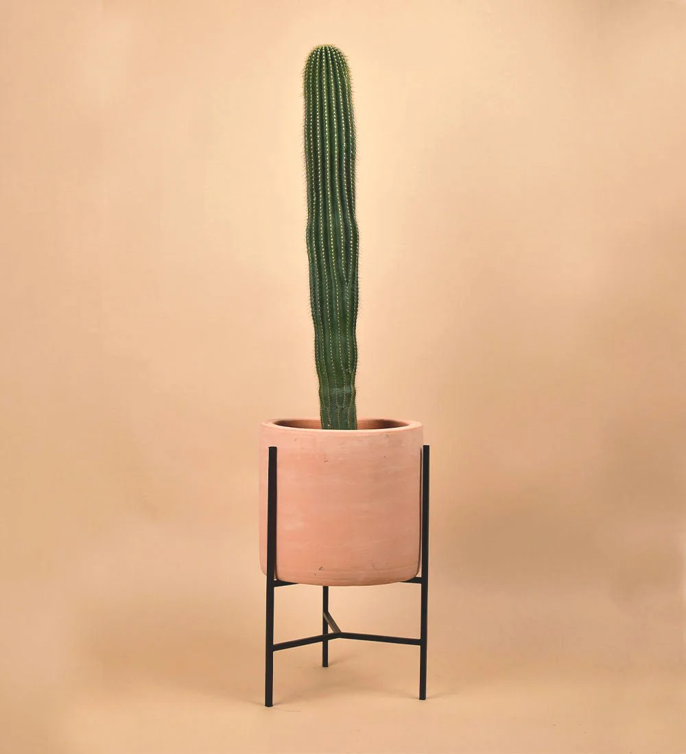 Sedona Stand - Image 6