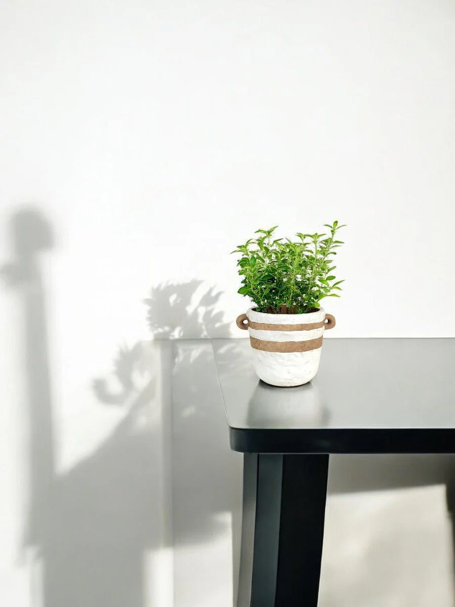 Serissa Japonica 'Snow Rose' - Image 2