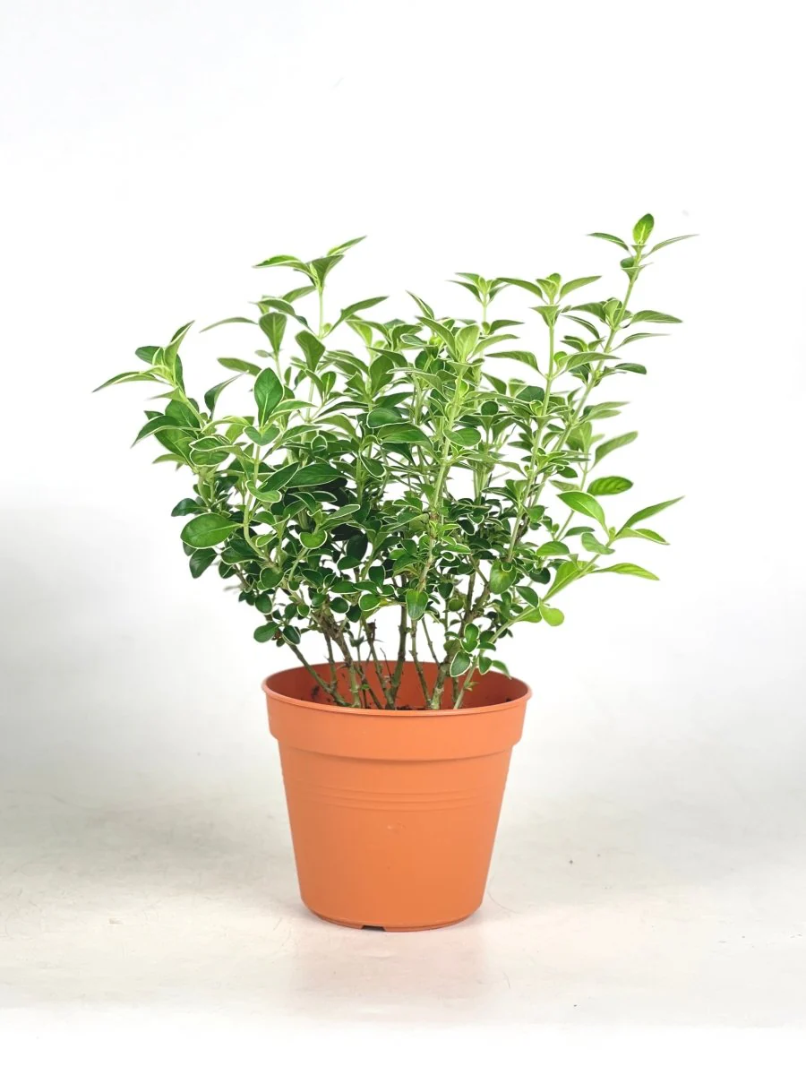 Serissa Japonica 'Snow Rose' - Image 3