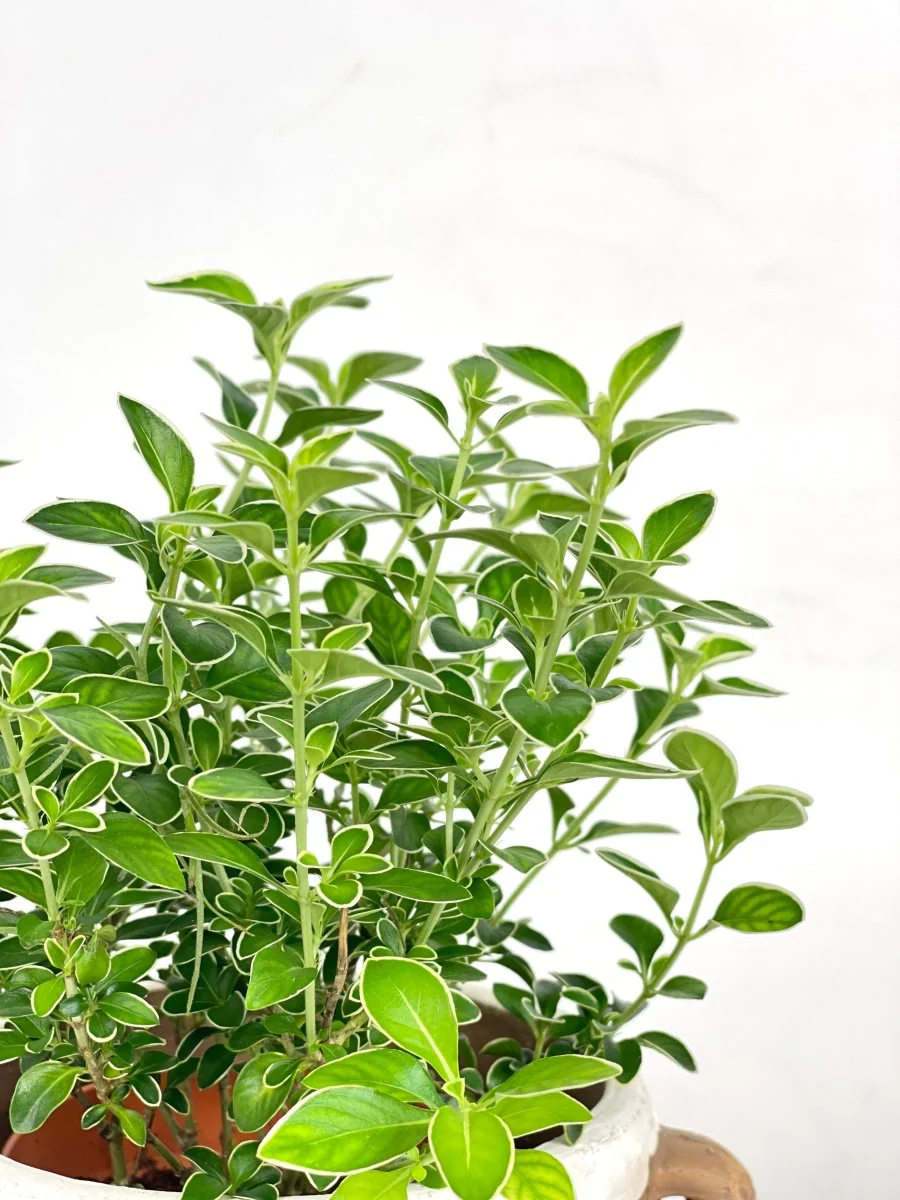 Serissa Japonica 'Snow Rose' - Image 4