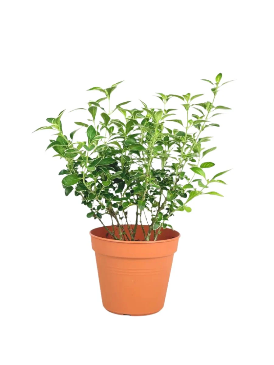 Serissa Japonica 'Snow Rose' - Image 5