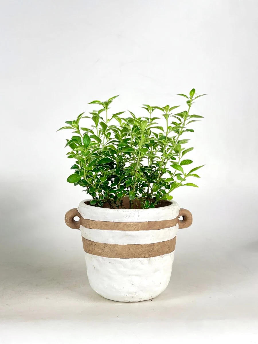 Serissa Japonica 'Snow Rose' - Image 6