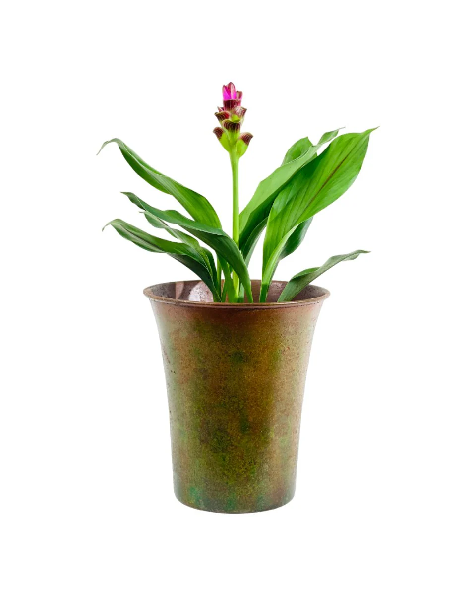 Siam Tulip Curcuma