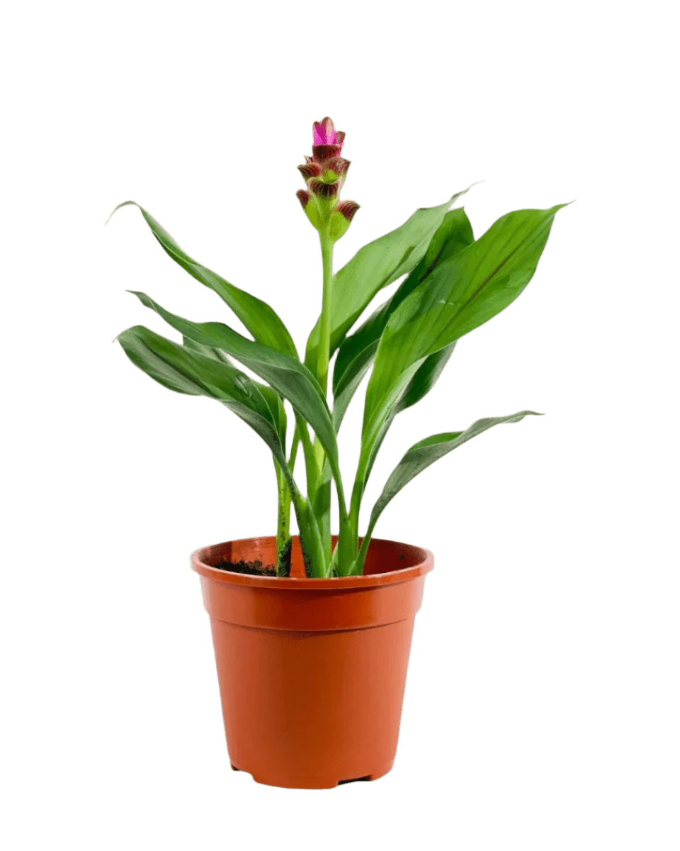Siam Tulip Curcuma - Image 10