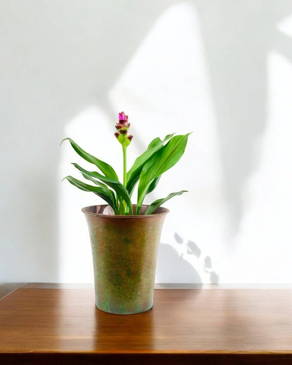 Siam Tulip Curcuma - Image 2