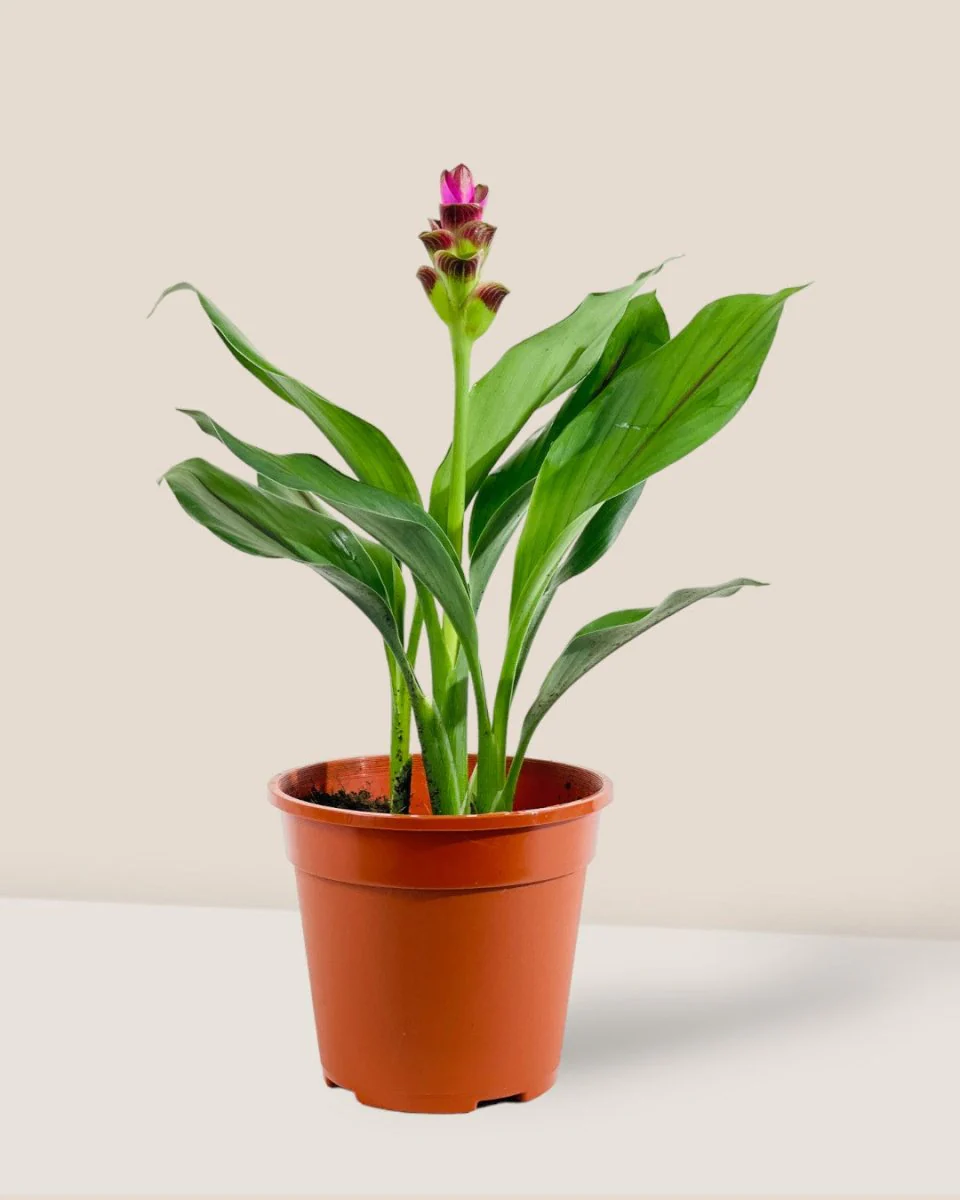 Siam Tulip Curcuma - Image 3