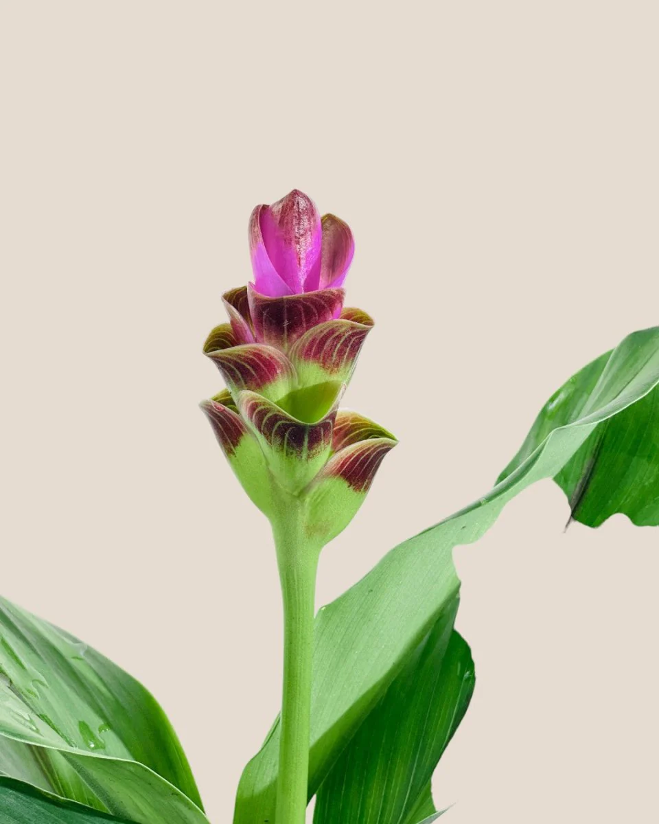 Siam Tulip Curcuma - Image 4