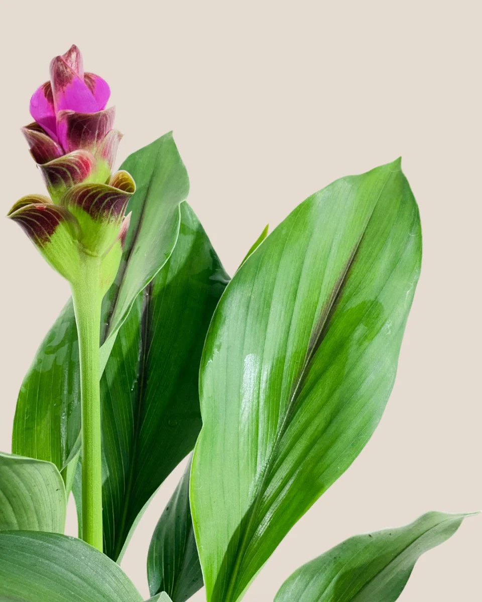 Siam Tulip Curcuma - Image 5