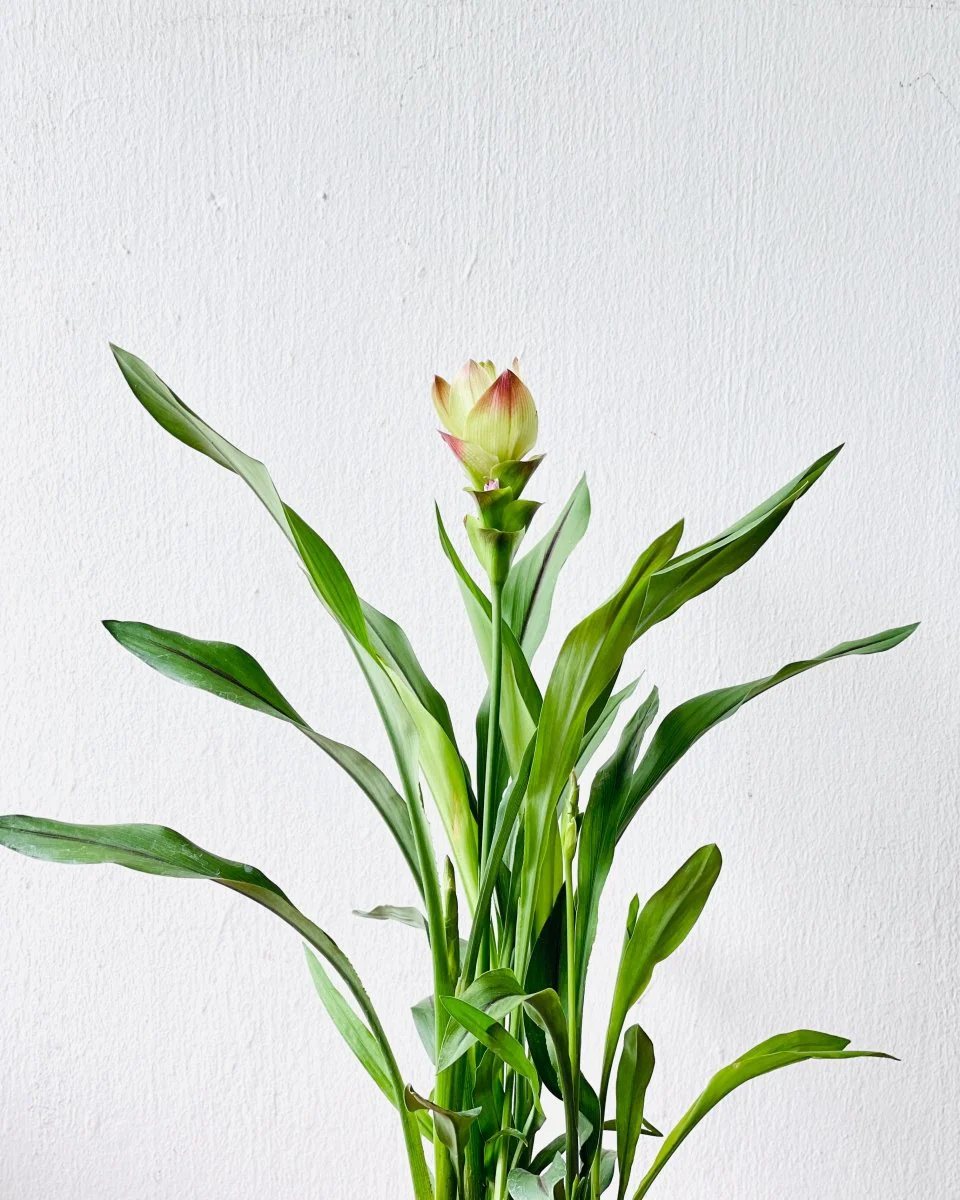 Siam Tulip Curcuma - Image 6