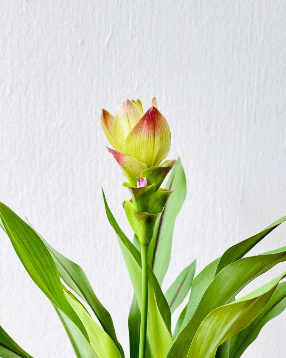 Siam Tulip Curcuma - Image 9