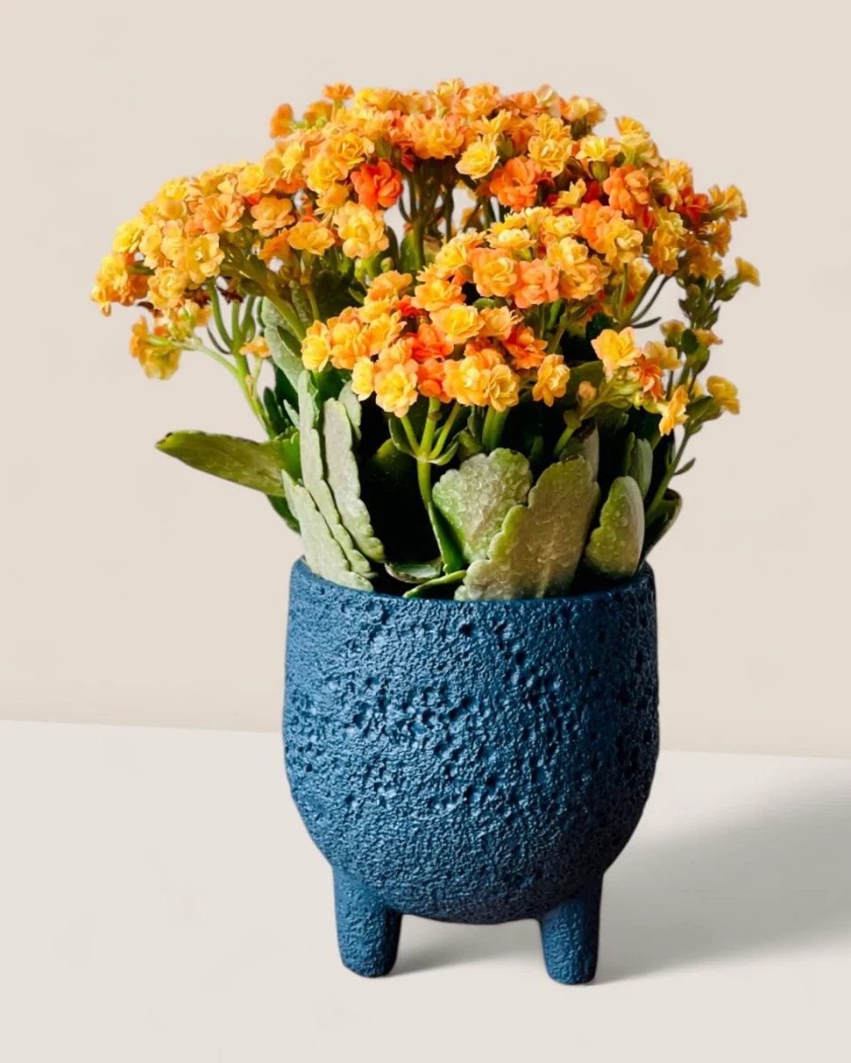 Anya Cement Pot - Small - Image 2