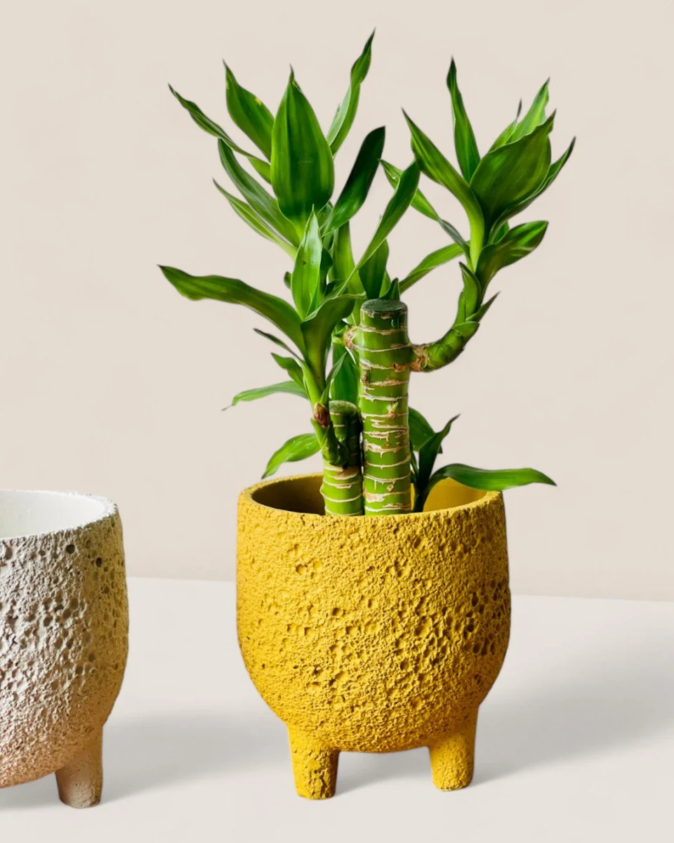 Anya Cement Pot - Small - Image 4
