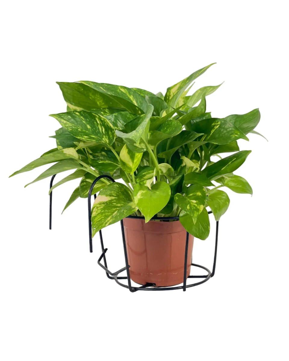 Hanging Rack - Small - Image 2
