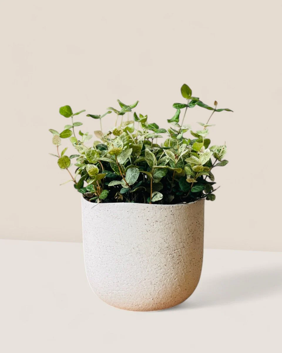 Octavia Planter Small - Image 2