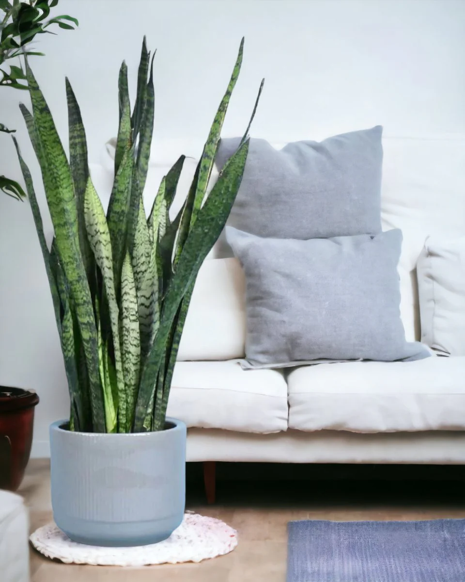 Sansevieria Zeylanica - Image 10