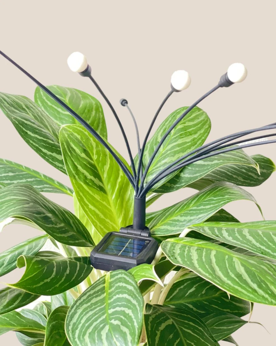 Solar Plant Light - Image 7
