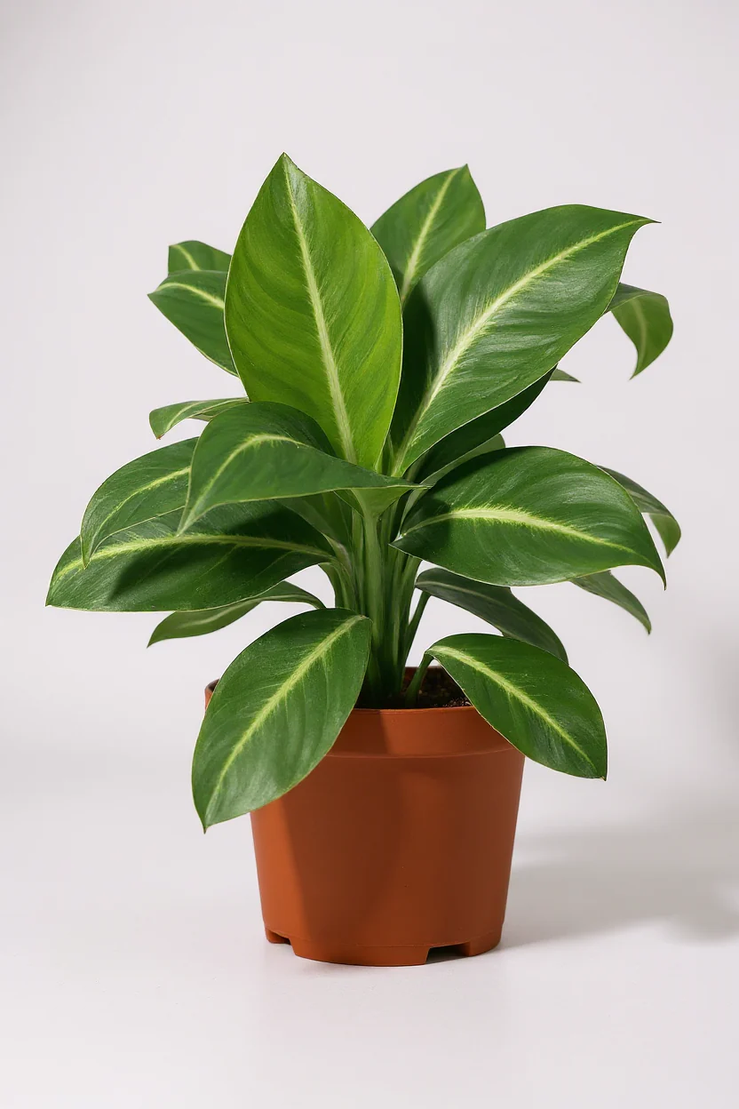 Spathiphyllum ‘White Stripe’ - Image 6