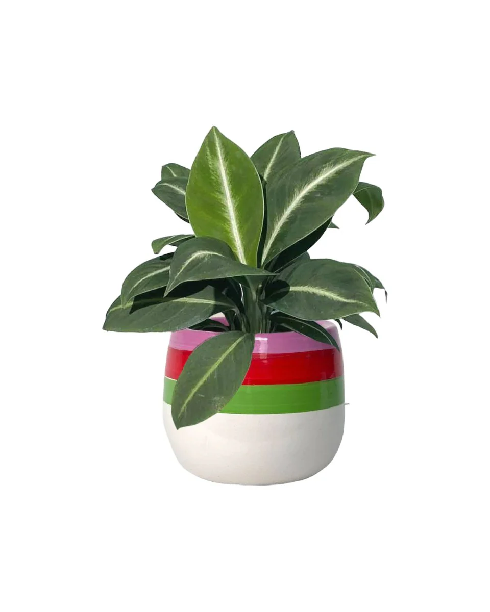 Spathiphyllum ‘White Stripe’ - Image 7