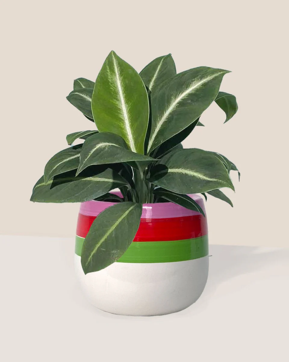 Spathiphyllum ‘White Stripe’ - Image 9