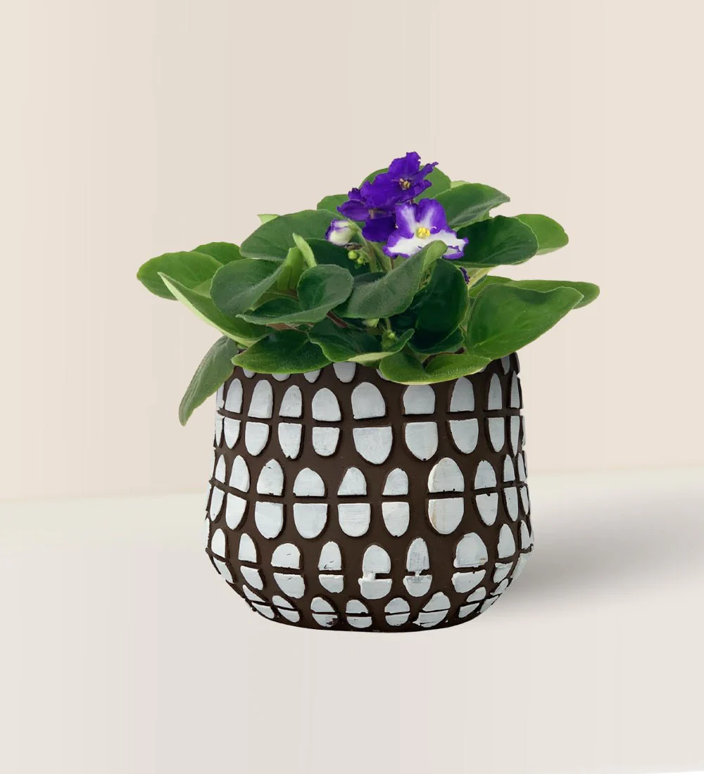 Spotti Brown Planter - Image 2