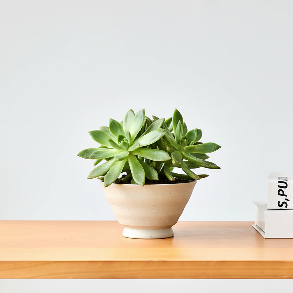Stout Ceramic Pot - Small