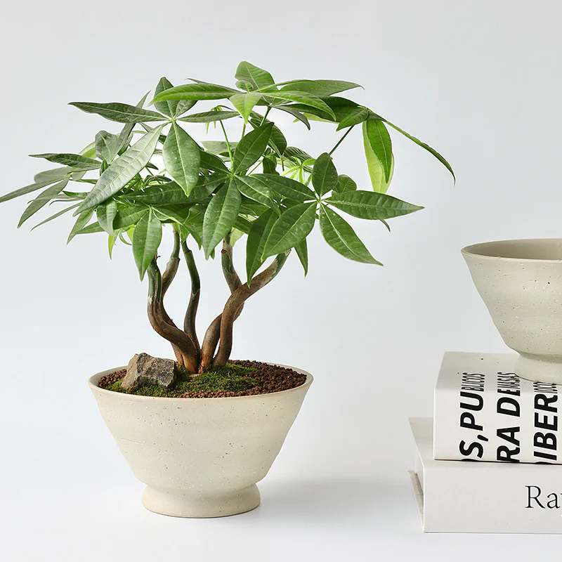 Stout Ceramic Pot - Small - Image 5
