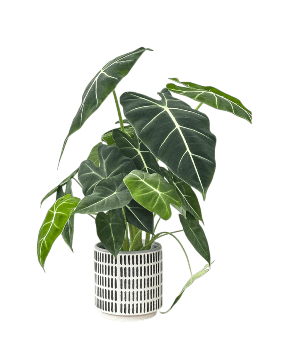 Stripe Pocky Planter - Image 3