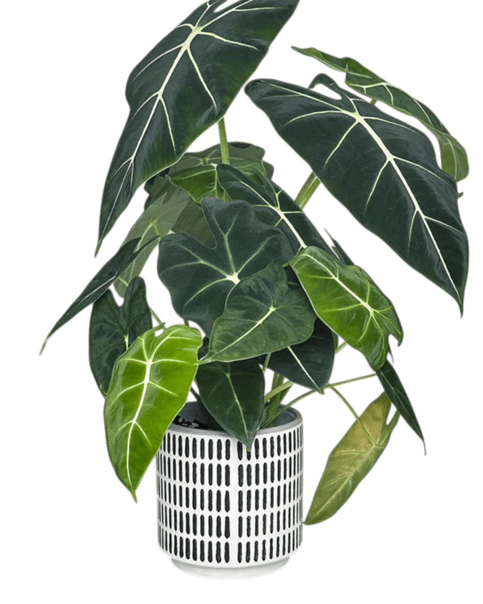 Stripe Pocky Planter - Image 5