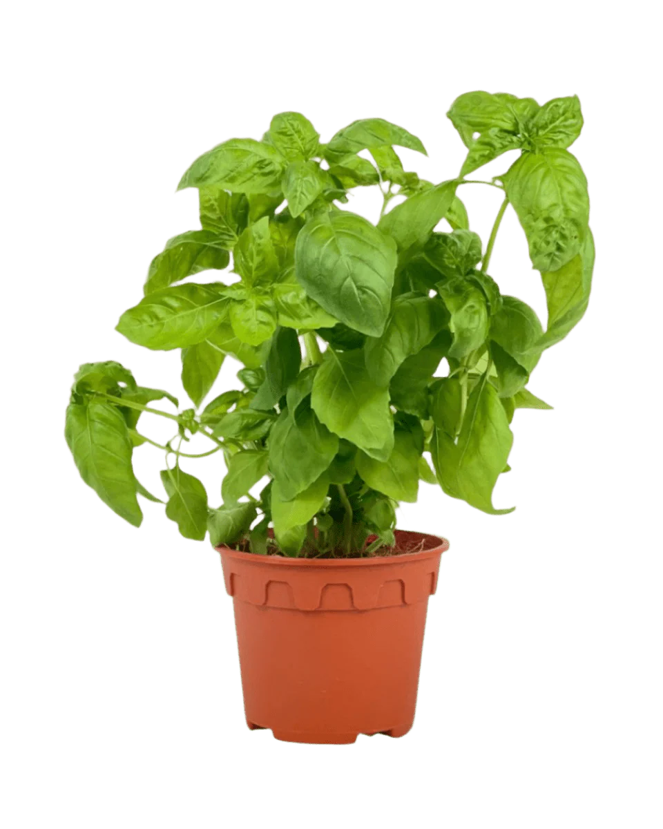 Sweet Basil Plant - Image 12