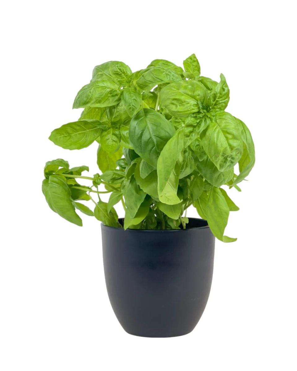 Sweet Basil Plant - Image 9