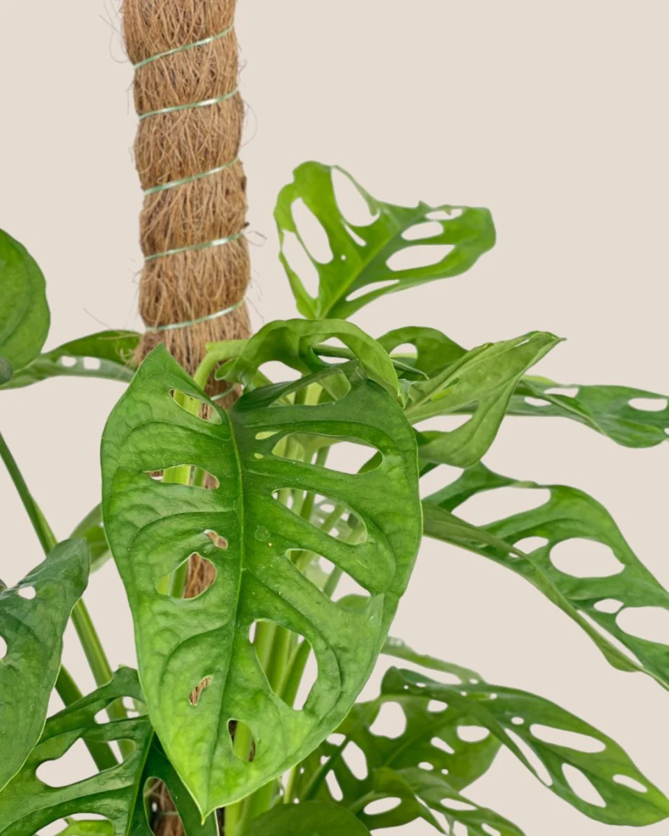 Swiss Cheese Plant in Grow Pole - Image 5