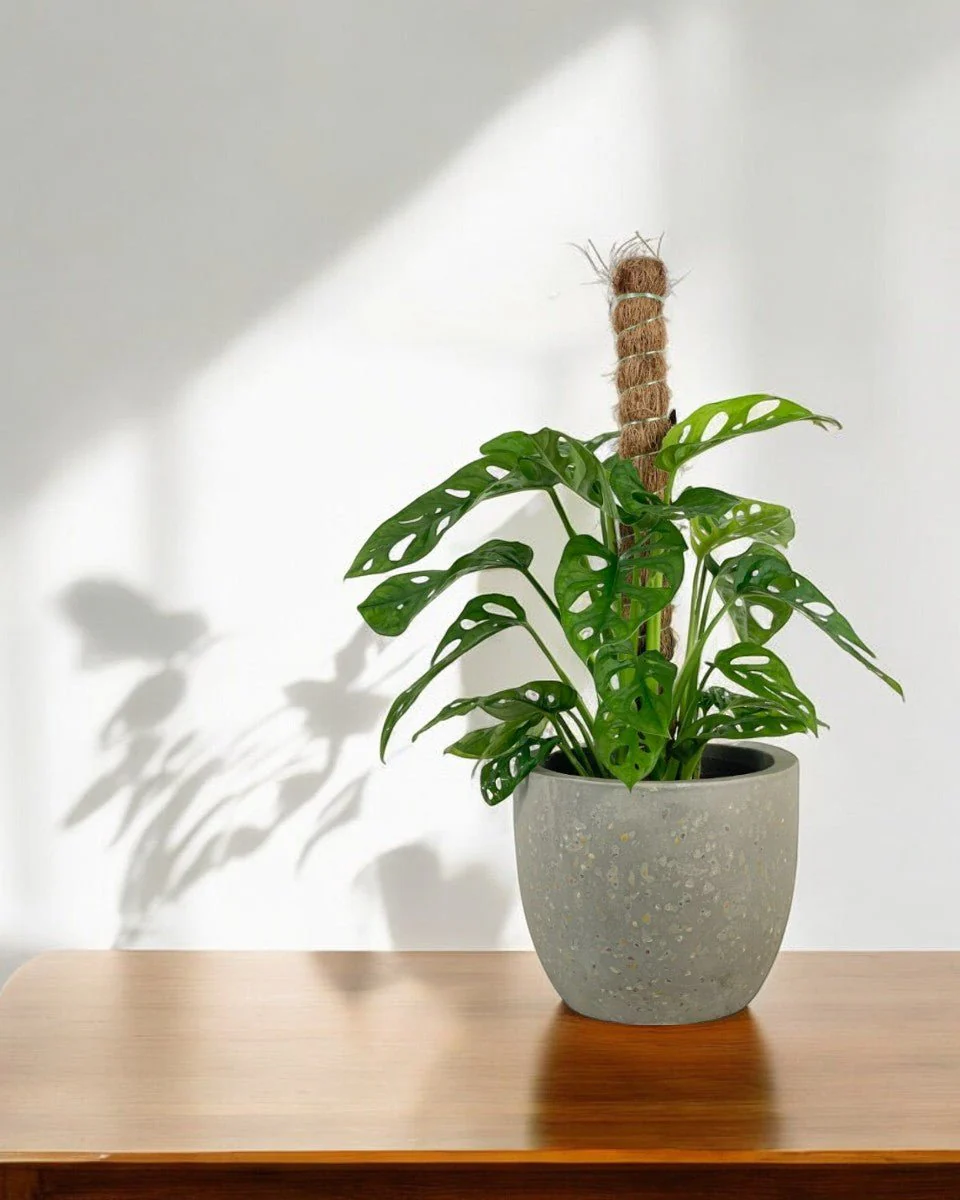 Swiss Cheese Plant in Grow Pole - Image 9