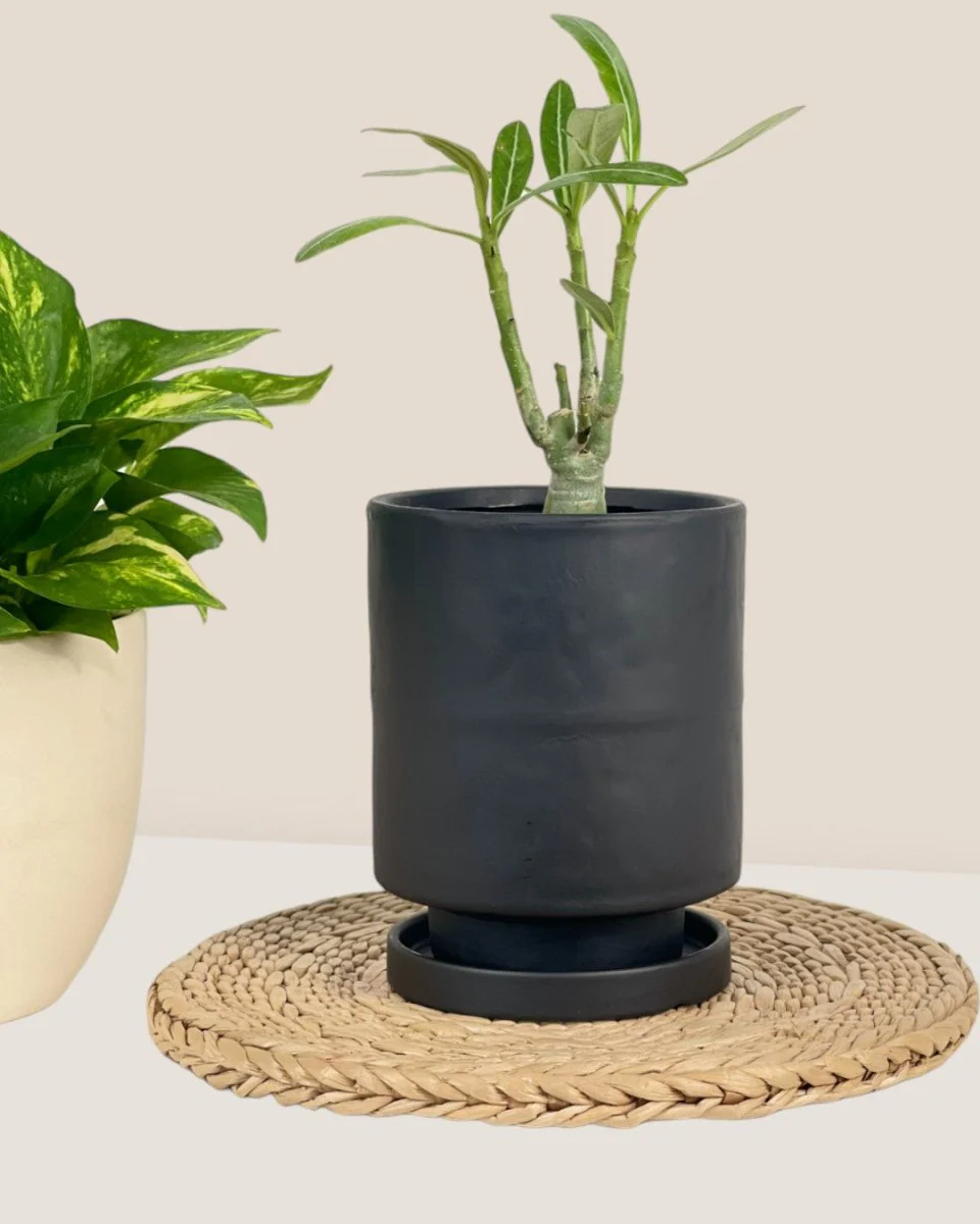 Tall Small Astra Pot - Image 12