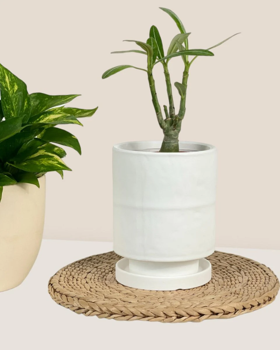Tall Small Astra Pot - Image 15