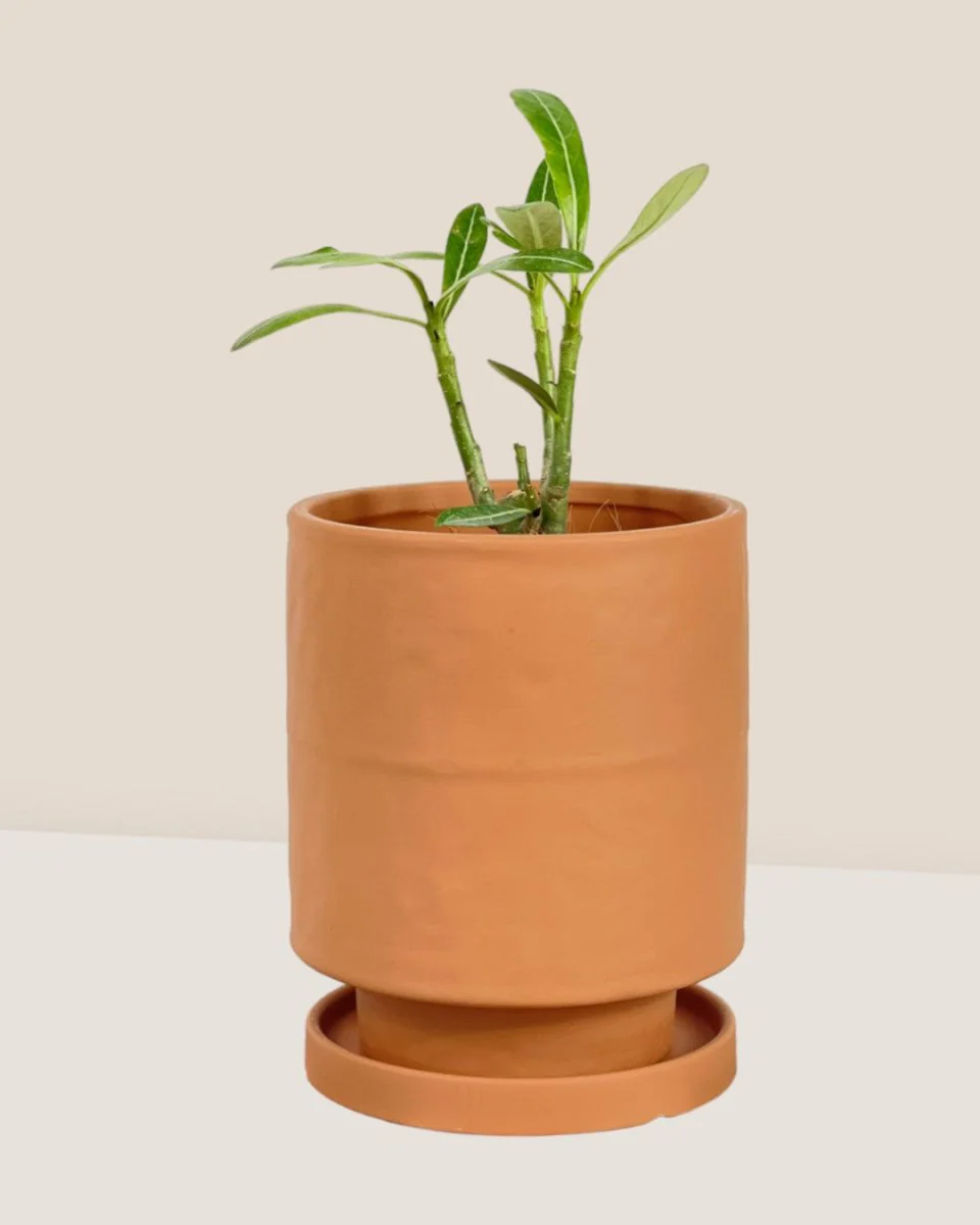 Tall Small Astra Pot - Image 19