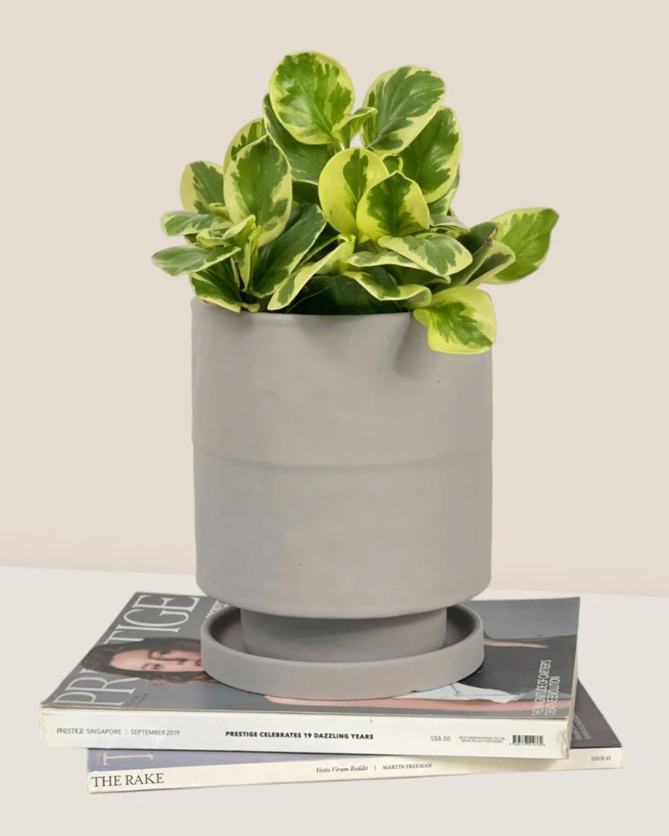 Tall Small Astra Pot - Image 22