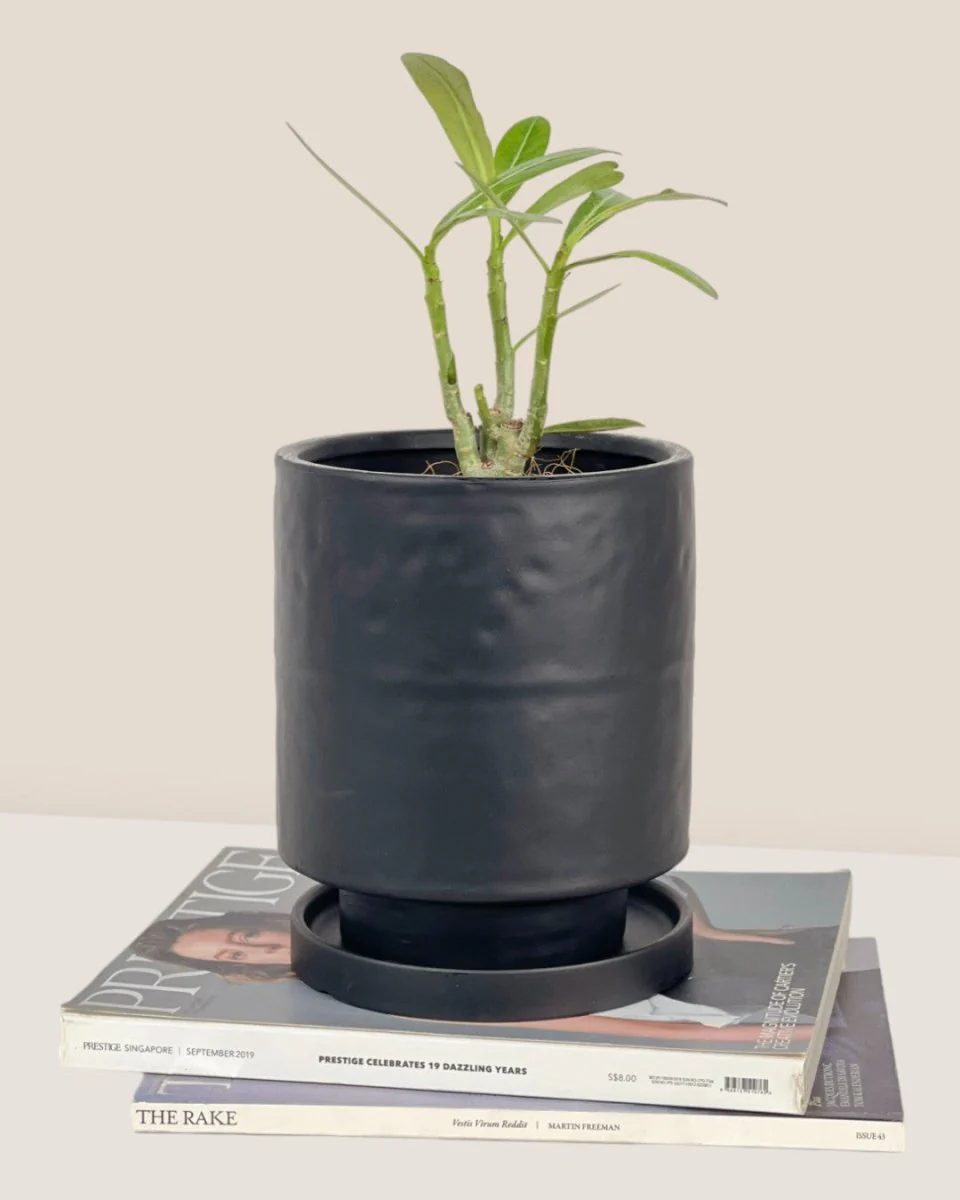 Tall Small Astra Pot - Image 27