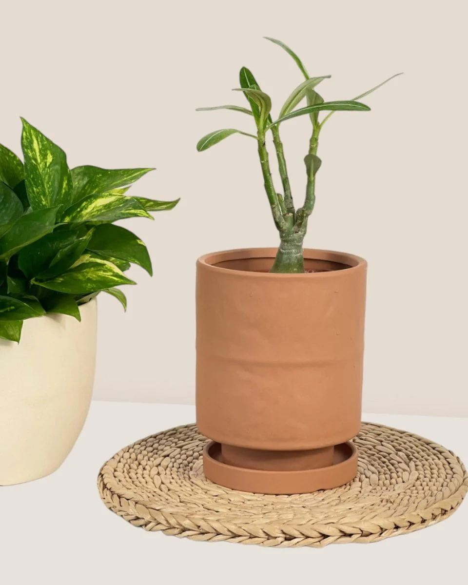 Tall Small Astra Pot - Image 3