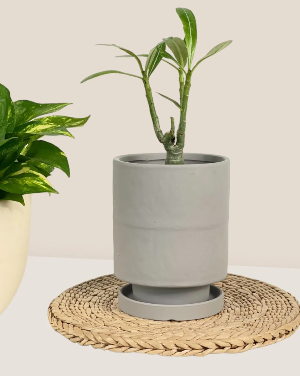 Tall Small Astra Pot - Image 6