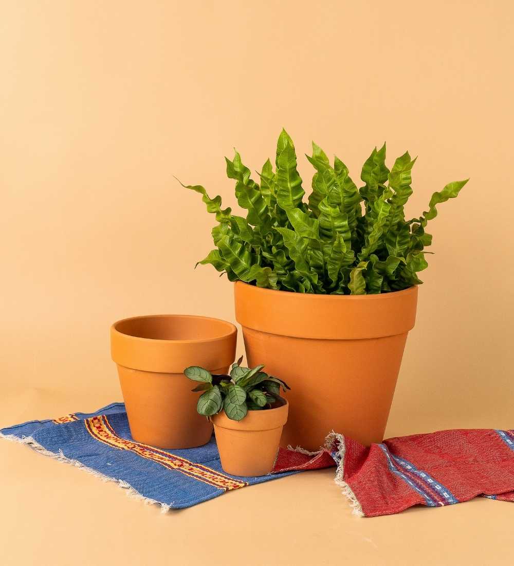 Terracotta Pot - Image 2