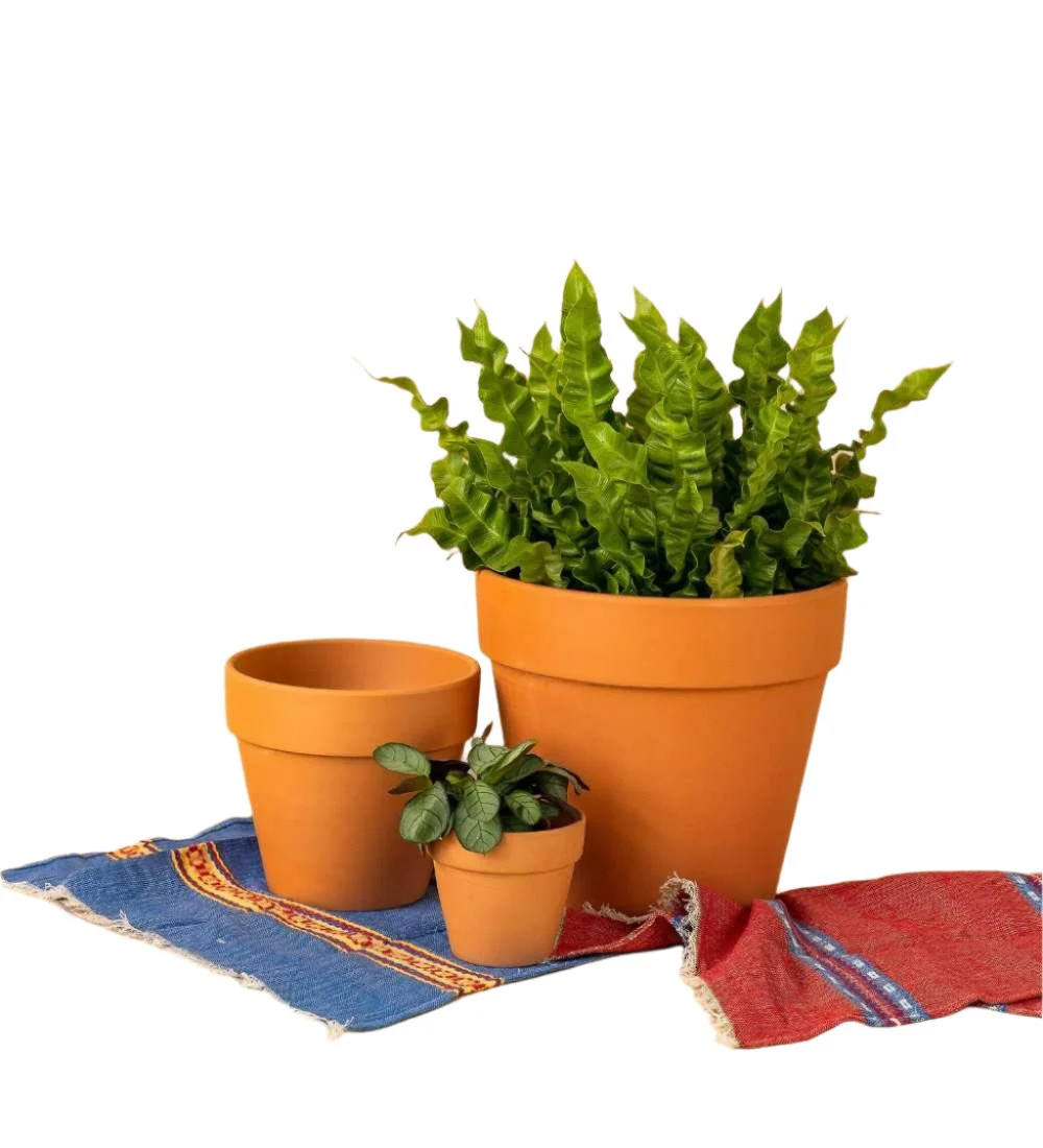 Terracotta Pot - Image 3